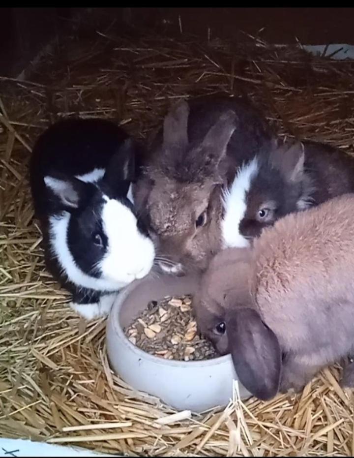 Familie Sattler Appartement Pappenheim Buitenkant foto